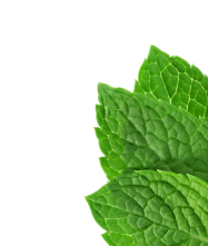 Leaf Icon
